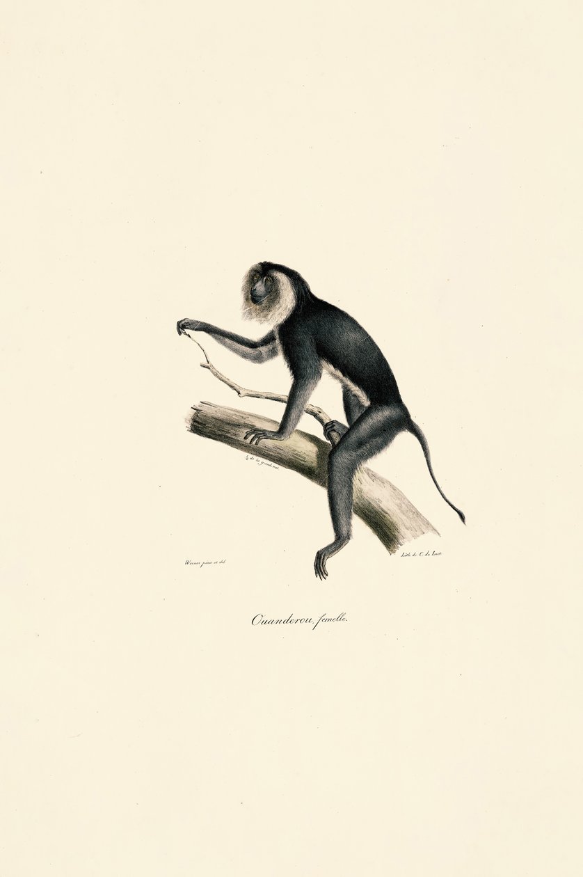  tekijältä Jacques Christophe Werner