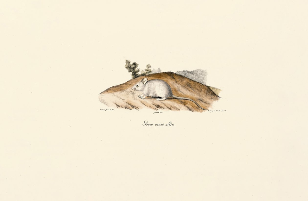 Valkoinen Jerboa (Albiinihiiri) tekijältä Jacques Christophe Werner