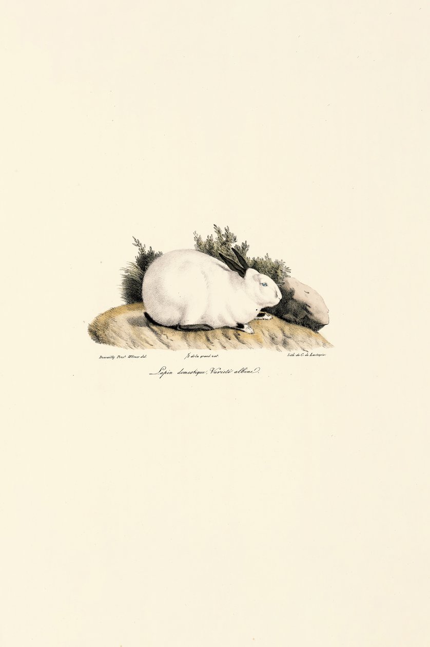 Valkoinen kani (Lepus domesticus) tekijältä Jacques Christophe Werner