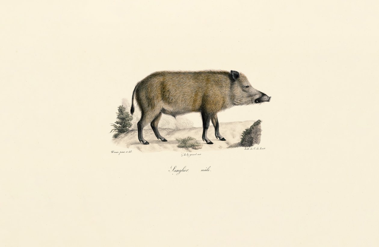 Villisika tekijältä Jacques Christophe Werner
