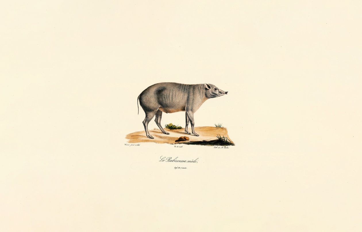 Nuori uros Babirusa tekijältä Jacques Christophe Werner