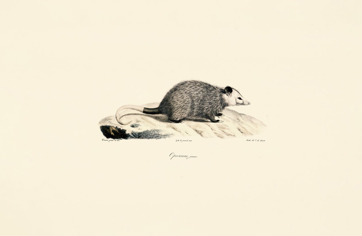 Nuori opossumi tekijältä Jacques Christophe Werner