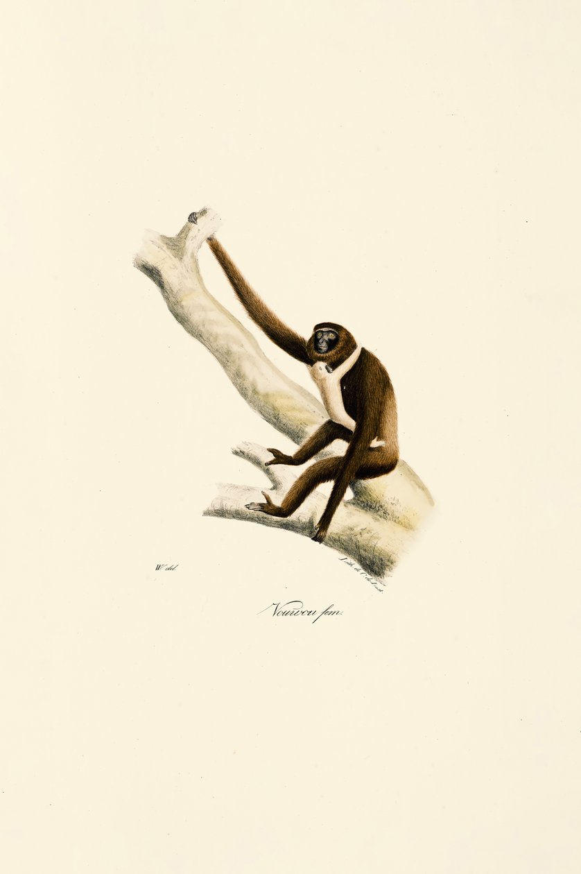  tekijältä Jacques Christophe Werner
