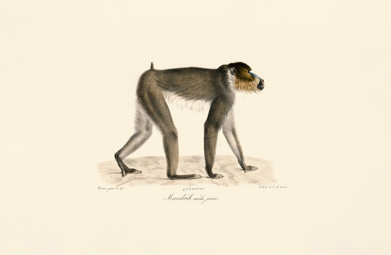 Nuori uros Mandrill tekijältä Jacques Christophe Werner