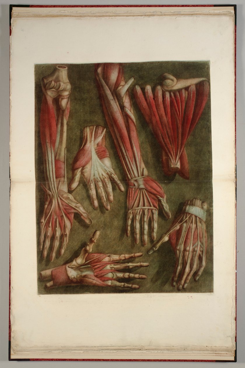 A Group of Dissected Hands, 1745-46 tekijältä Jacques Fabien Gautier dAgoty