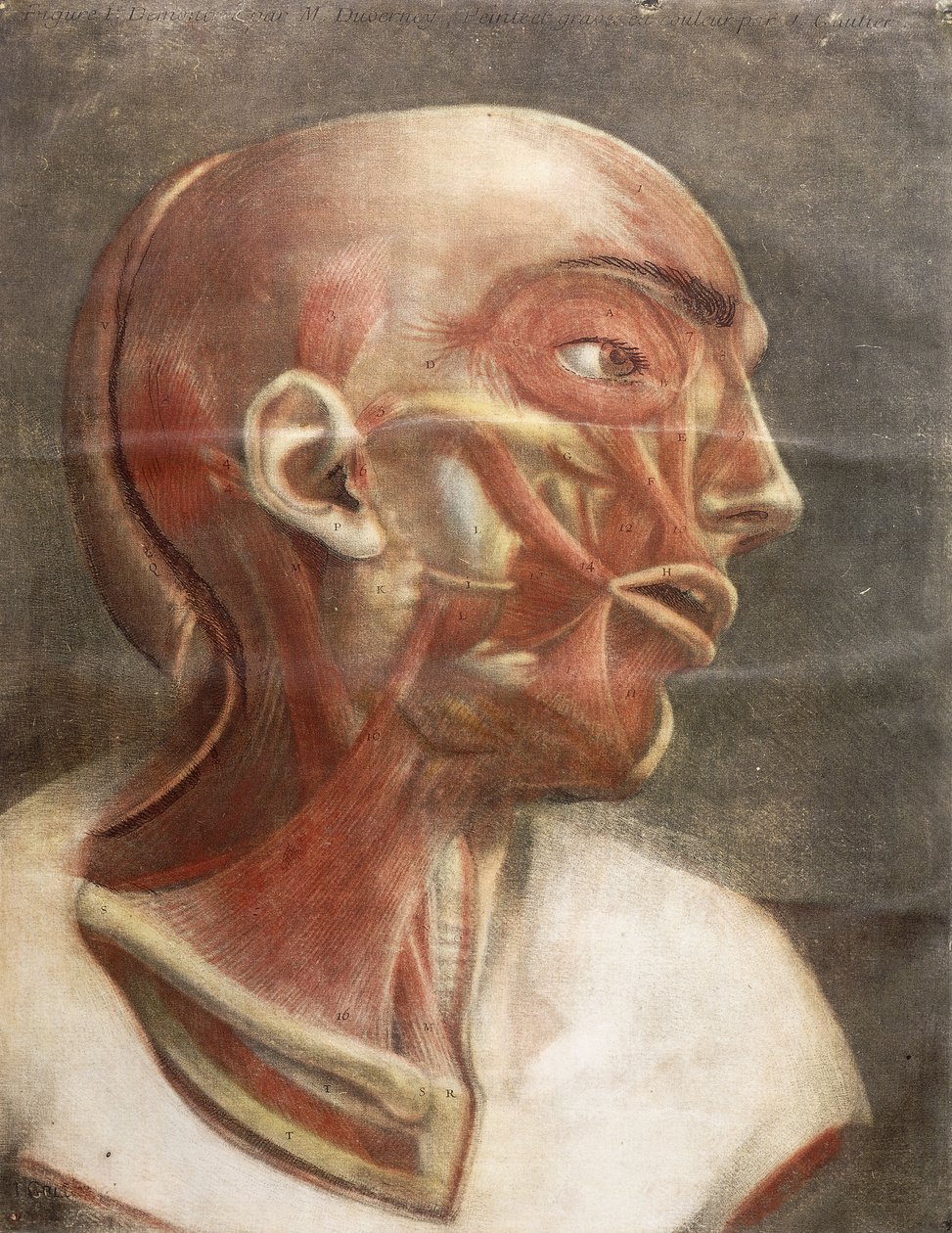 Anatominen pää, kirjasta "Myology täydellinen värissä ja luonnollisessa koossa", 1746 tekijältä Jacques Fabien Gautier dAgoty