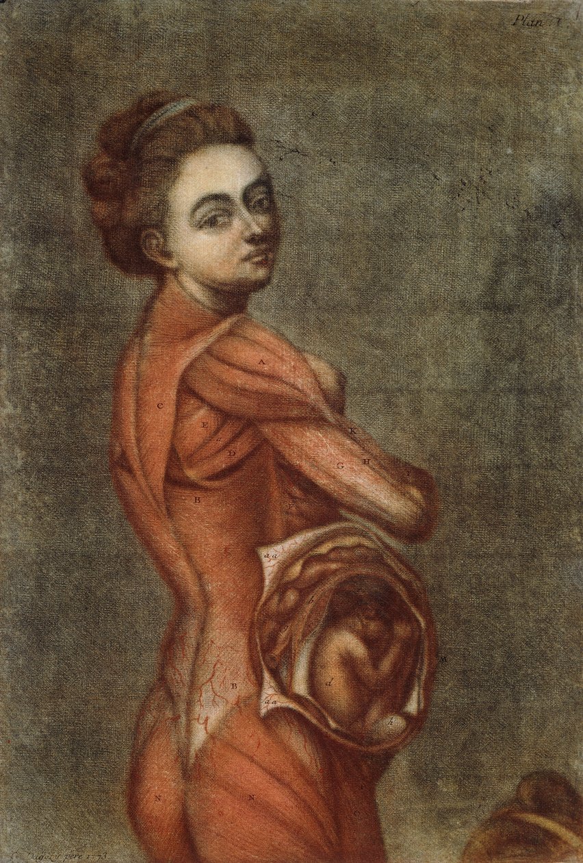 Anatominen värillinen kuvitus raskaana olevasta naisesta, 1778 tekijältä Jacques Fabien Gautier dAgoty