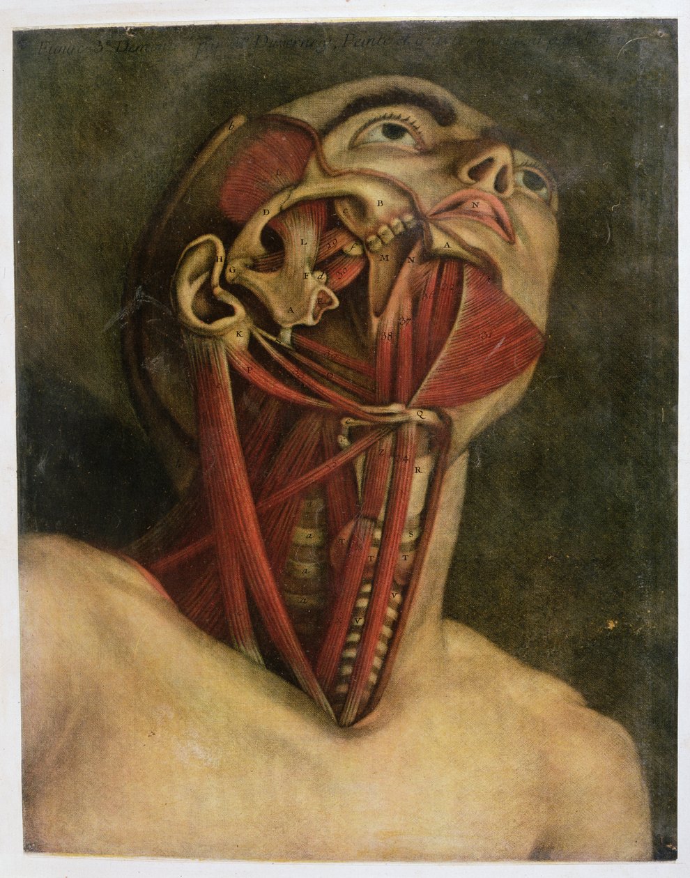 Poikkileikkaus kaulan ja kasvojen oikeasta puolelta, n. 1745 (mezziotintti) tekijältä Jacques Fabien Gautier d