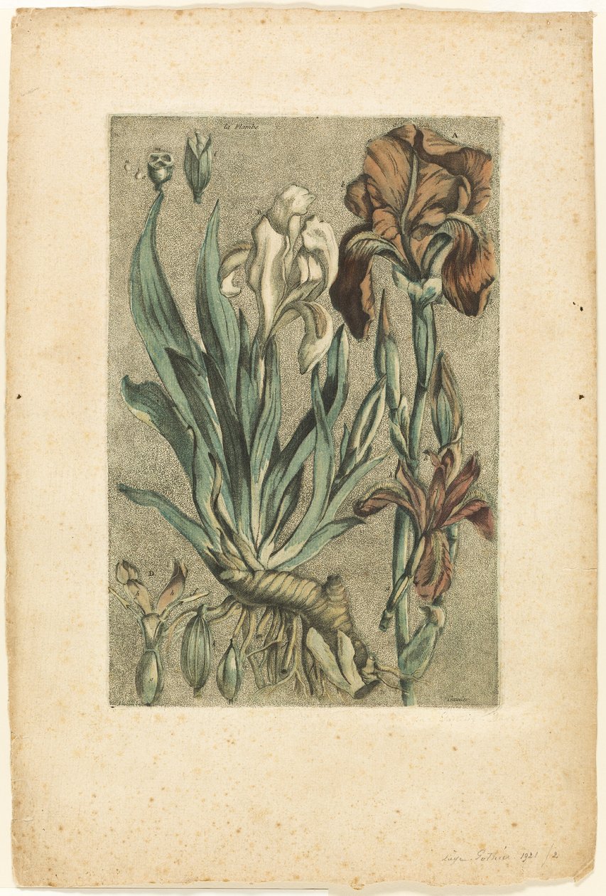 Iris Florentina, lähteestä Collection des plantes usuelles, curieuses, et étrangères -kasvikokoelma tekijältä Jacques Fabien Gautier d