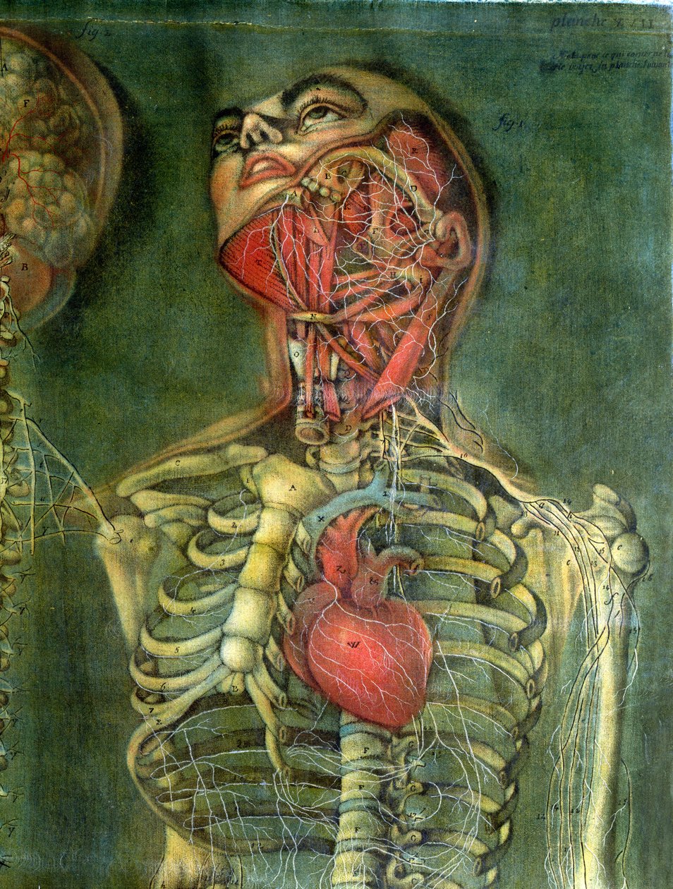 Kurkku ja sydän, levy julkaisusta "Anatomy of the Visceras", leikkaa, maalasi ja kaivertaa Gautier, 1745 (värikaiverrus) tekijältä Jacques Fabien Gautier d