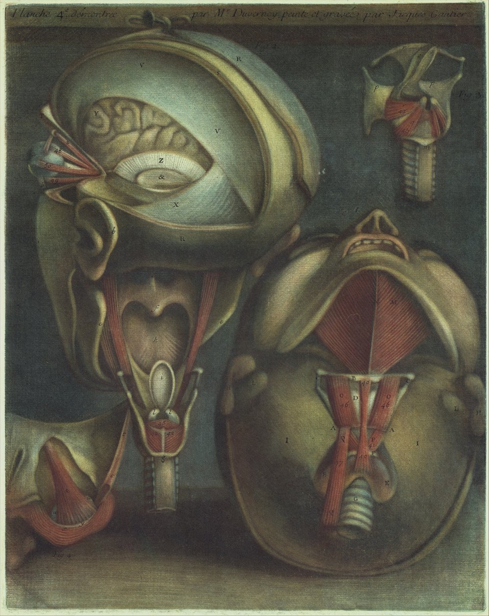 Kaksi näkymää päähän, 1746. tekijältä Jacques Fabien Gautier dAgoty