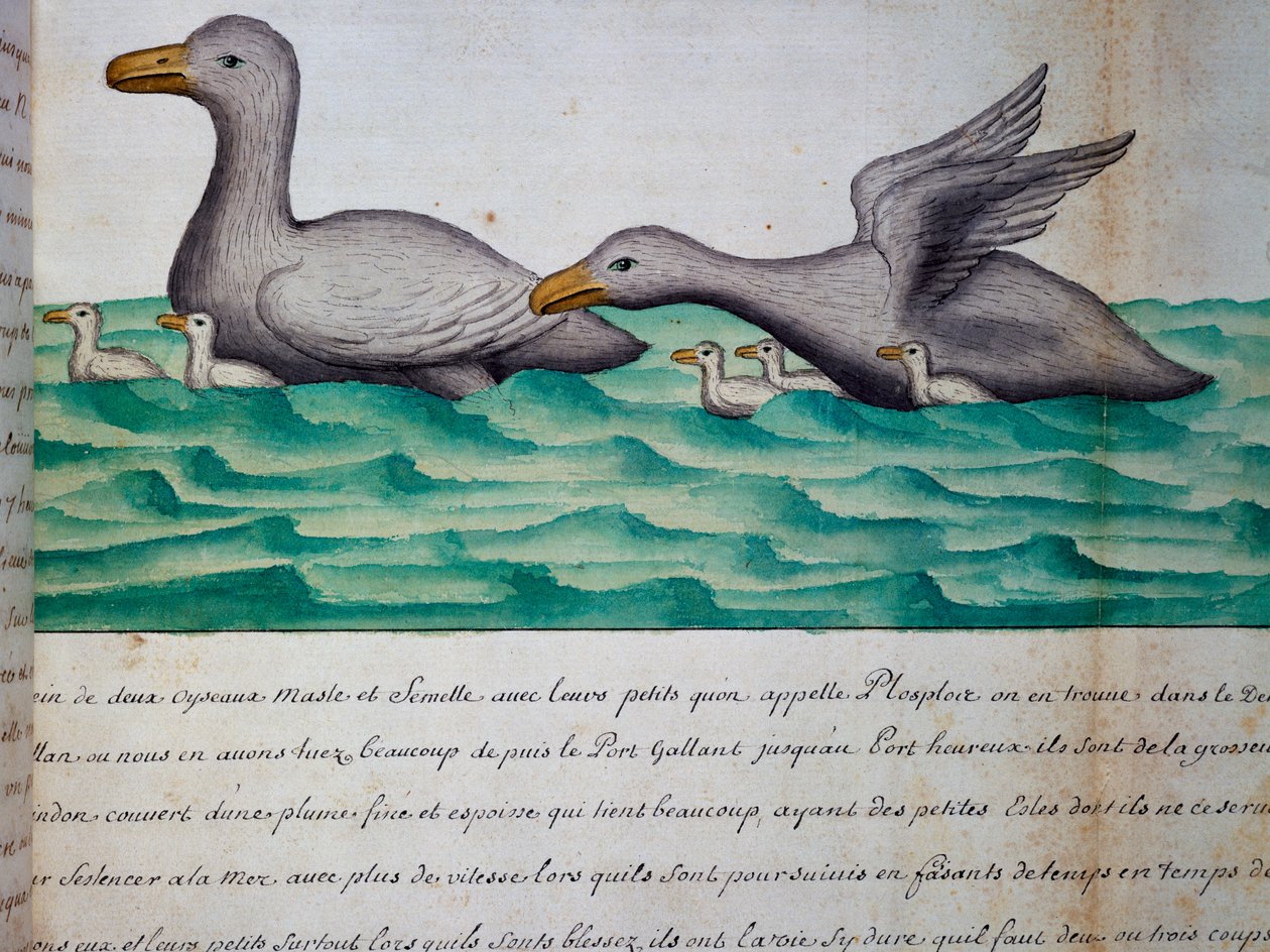 Ankat nimeltä Ploplos, Magellanin salmi, akvarelli lokikirjasta Jacques Gouin de Beauchesnen (1652-1730), Compagnie royale de la Mer du Sudin kapteeni, 1698-1701, Ranska tekijältä Jacques Gouin de Beauchesne