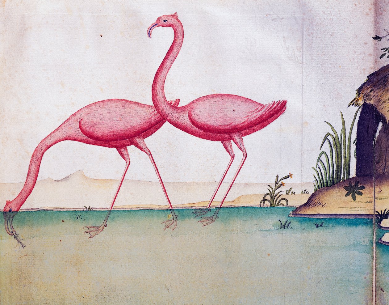 Vaaleanpunaiset flamingot, Galapagossaaret, akvarelli lokikirjasta. Jacques Gouin de Beauchesne (1652-1730), Compagnie royale de la Mer du Sudin kapteeni, 1698-1701, Ranska tekijältä Jacques Gouin de Beauchesne