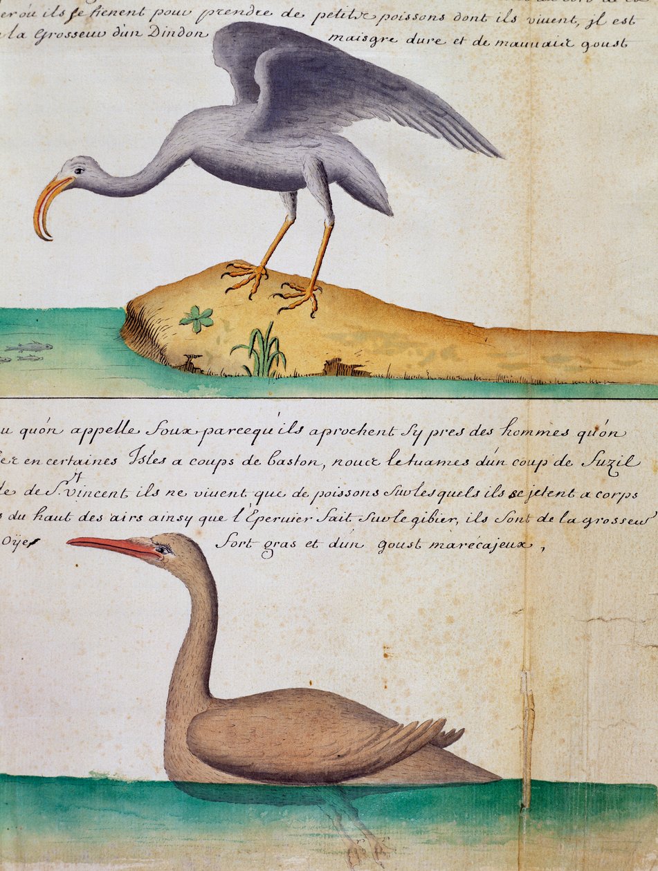 Tuntematon lintu ja lintu nimeltä Foux (Booby), Sao Vicenten saari, Kap Verde, akvarelli lokikirjasta Jacques Gouin de Beauchesnen (1652-1730), Compagnie royale de la Mer du Sudin kapteeni, 1698-1701, Ranska tekijältä Jacques Gouin de Beauchesne