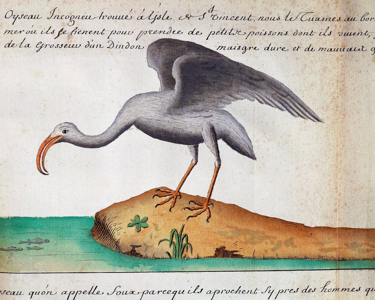 Valkoinen Ibis (Eudocimus albus), Sao Vicenten saari, Kap Verde, akvarelli lokikirjasta Jacques Gouin de Beauchesnen (1652-1730), Compagnie royale de la Mer du Sudin kapteeni, 1698-1701, Ranska tekijältä Jacques Gouin de Beauchesne