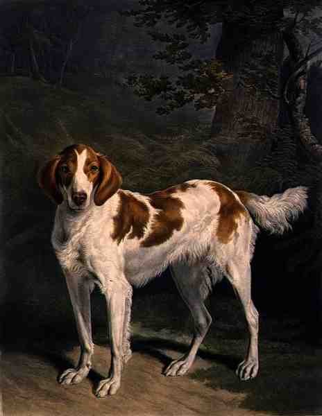 Dash, kaiverrus Charles Turner (1773-1857), pub. kirjoittanut R. Ackermann Jnr. (mezzotint-kaiverrus) tekijältä Jacques Laurent (after) Agasse