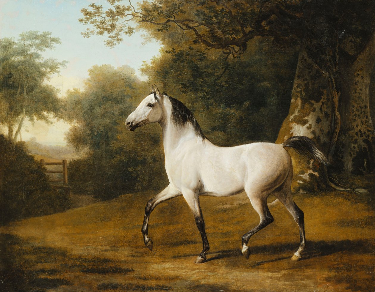Harmaa arabiorii metsäisessä maisemassa, tekijältä Jacques Laurent Agasse