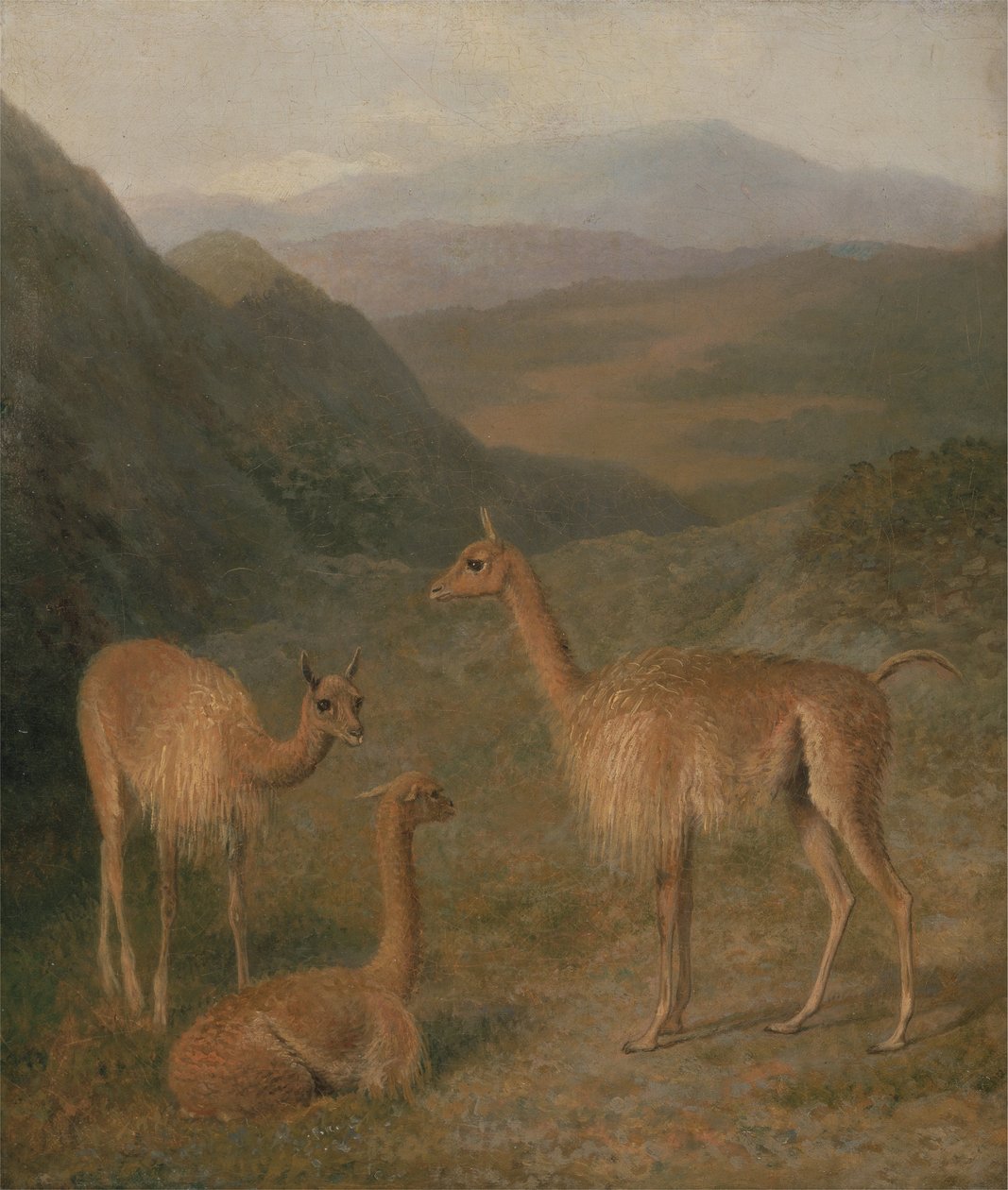 Vicunas tekijältä Jacques Laurent Agasse