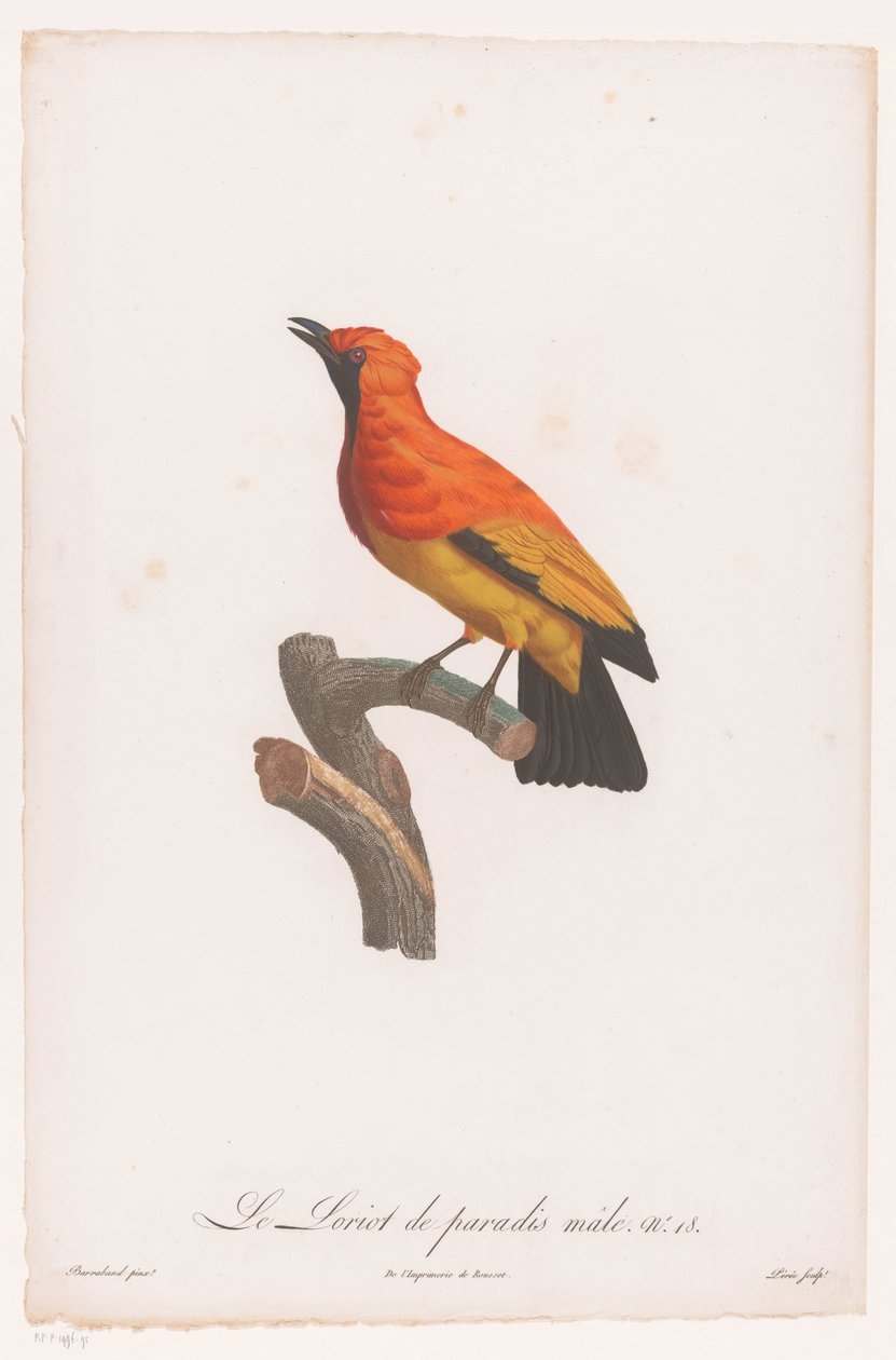 Mustanaamainen bowerbird oksalla Le Loriot de paradis mies nro 18 (otsikko esineessä) tekijältä Jacques Louis Perée
