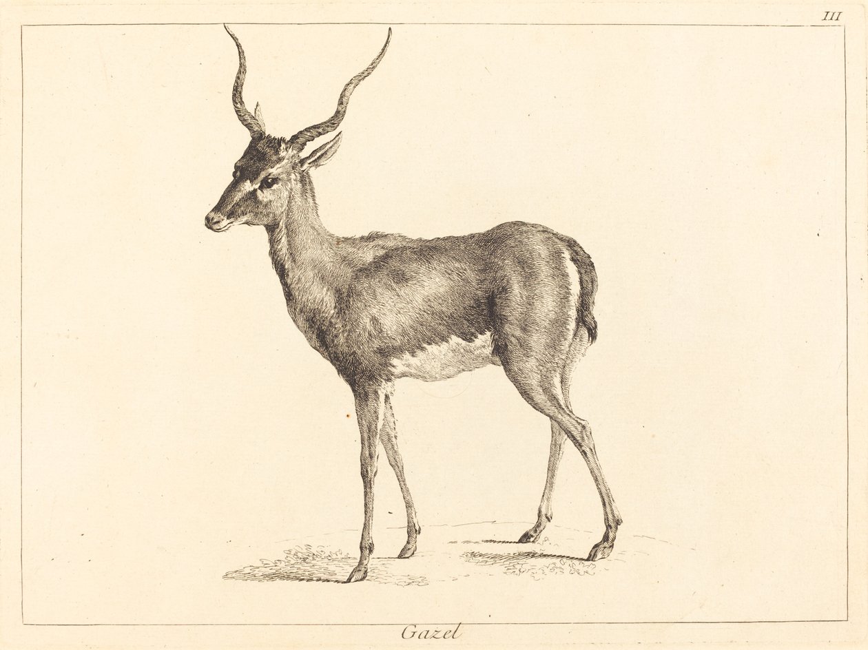 Gazelli (Gazelle) tekijältä Jacques Philippe Le Bas and Jean Eric Rehn after Jean Baptiste Oudry