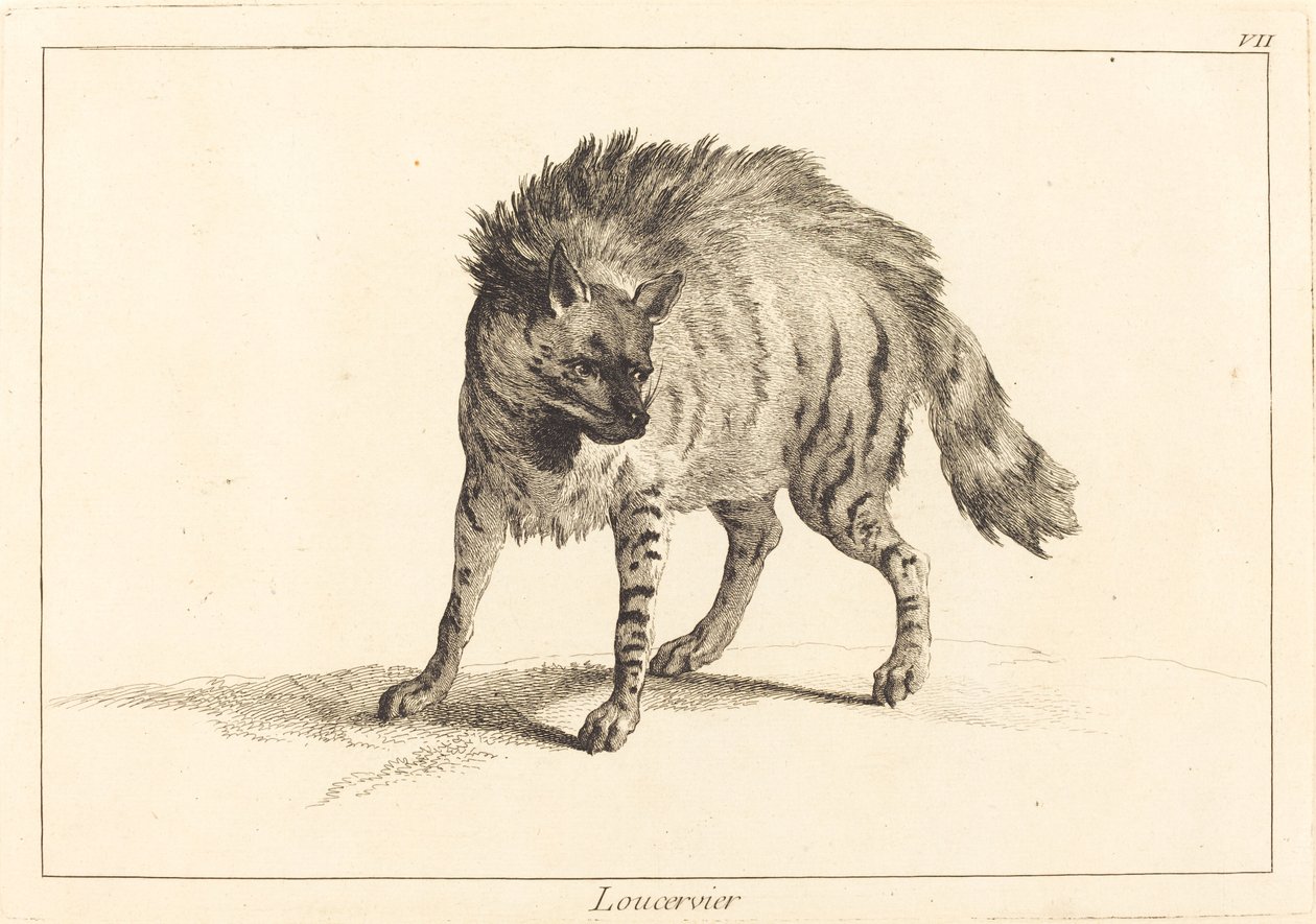 Loucervier (Hyena) tekijältä Jacques Philippe Le Bas and Jean Eric Rehn after Jean Baptiste Oudry