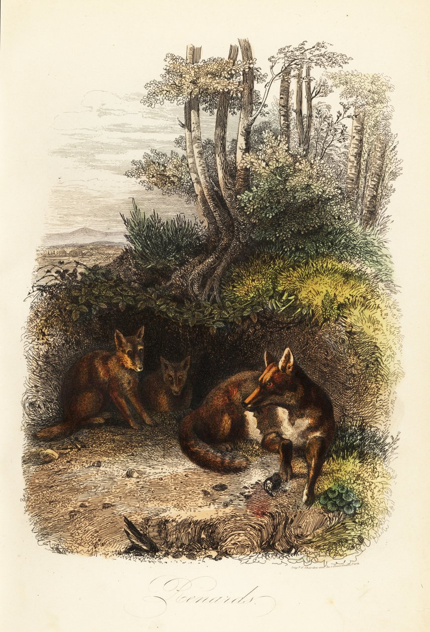 Punakettujen perhe, Vulpes vulpes, luolan ulkopuolella tekijältä Jacques Raymond (after) Brascassat