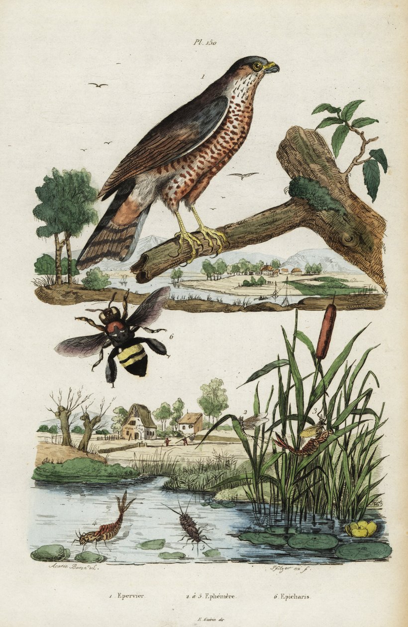 Sparrowhawk, mayfly and mehiläinen.,1834-1839 (kaiverrus) tekijältä Jacques Reyne Isidore Acarie Baron