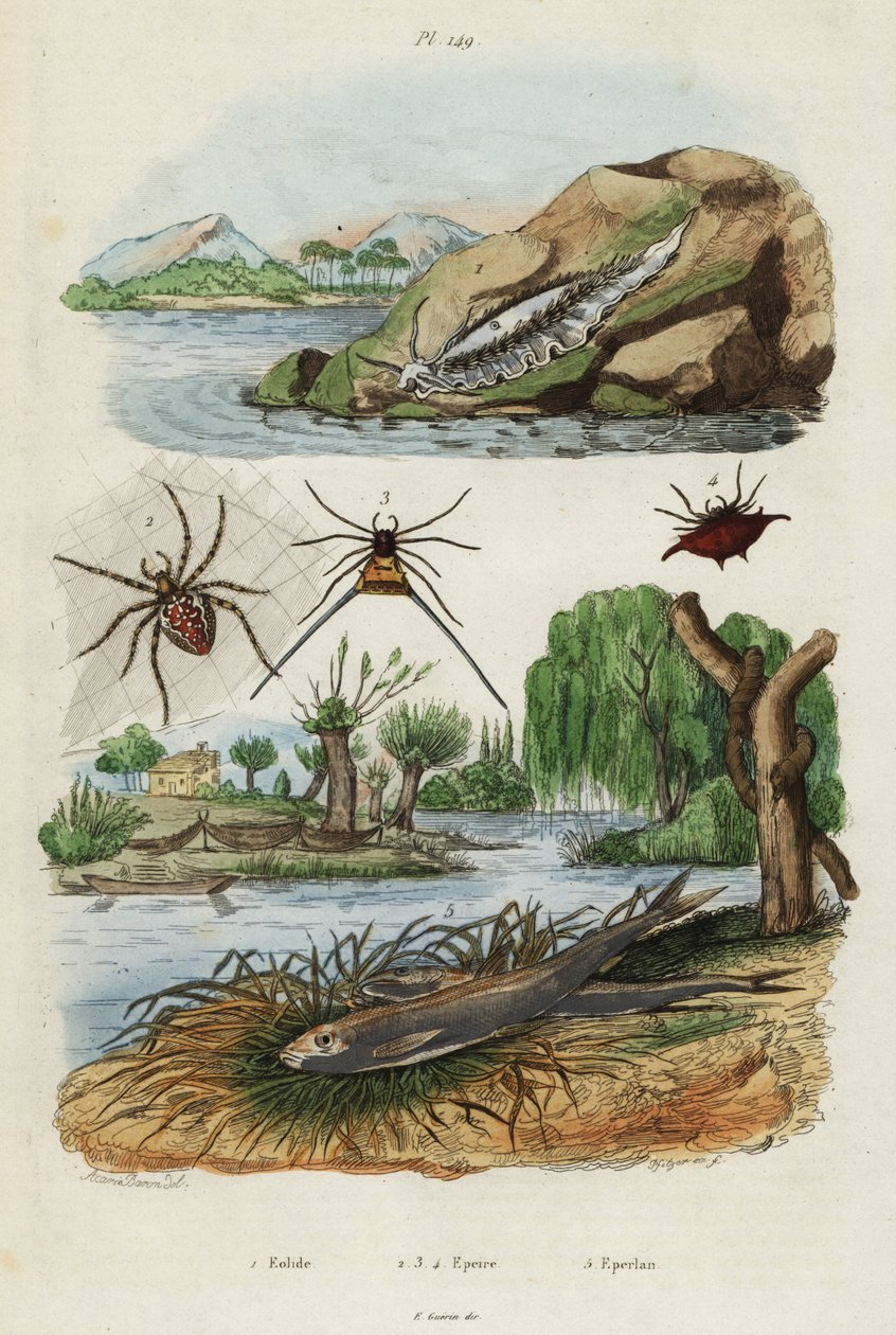 Merietana, puutarhahämähäkki ja eurooppalainen kuore., 1834-1839 (kaiverrus) tekijältä Jacques Reyne Isidore Acarie Baron