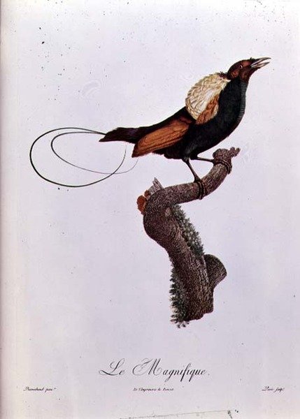 Paratiisin lintu, kaiverrus Jacques Louis Peree (s.1769) (värikaiverrus) tekijältä Jacques (after) Barraband