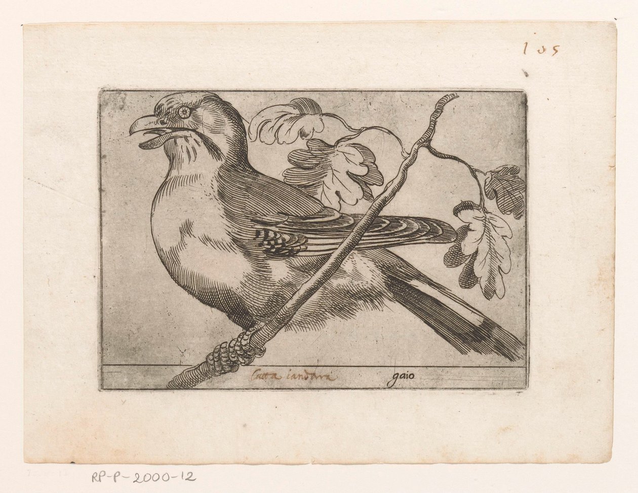 Gaai Gaio (otsikko esineessä) Vogels (sarjan nimi) tekijältä Jacques de Fornazeris (possibly)