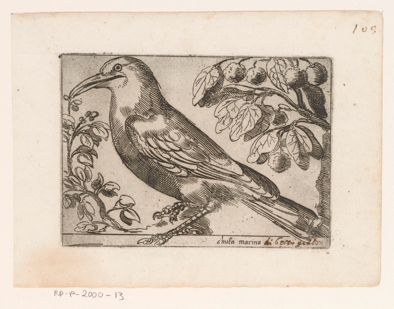 Vogel Chuta marina (otsikko esineessä) Vogels (sarjan nimi) tekijältä Jacques de Fornazeris (possibly)