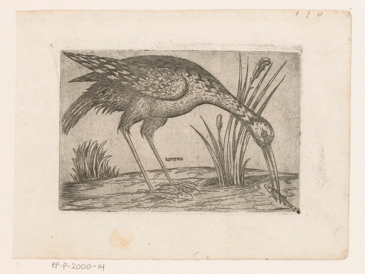 Vogel Tartena (otsikko esineessä) Vogels (sarjan nimi) tekijältä Jacques de Fornazeris (possibly)