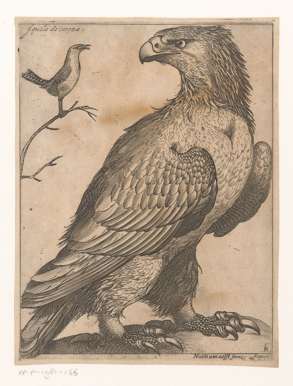 Kotka Aquila de Corona (otsikko esineessä) Nine Birds (sarjan nimi) tekijältä Jacques de Fornazeris