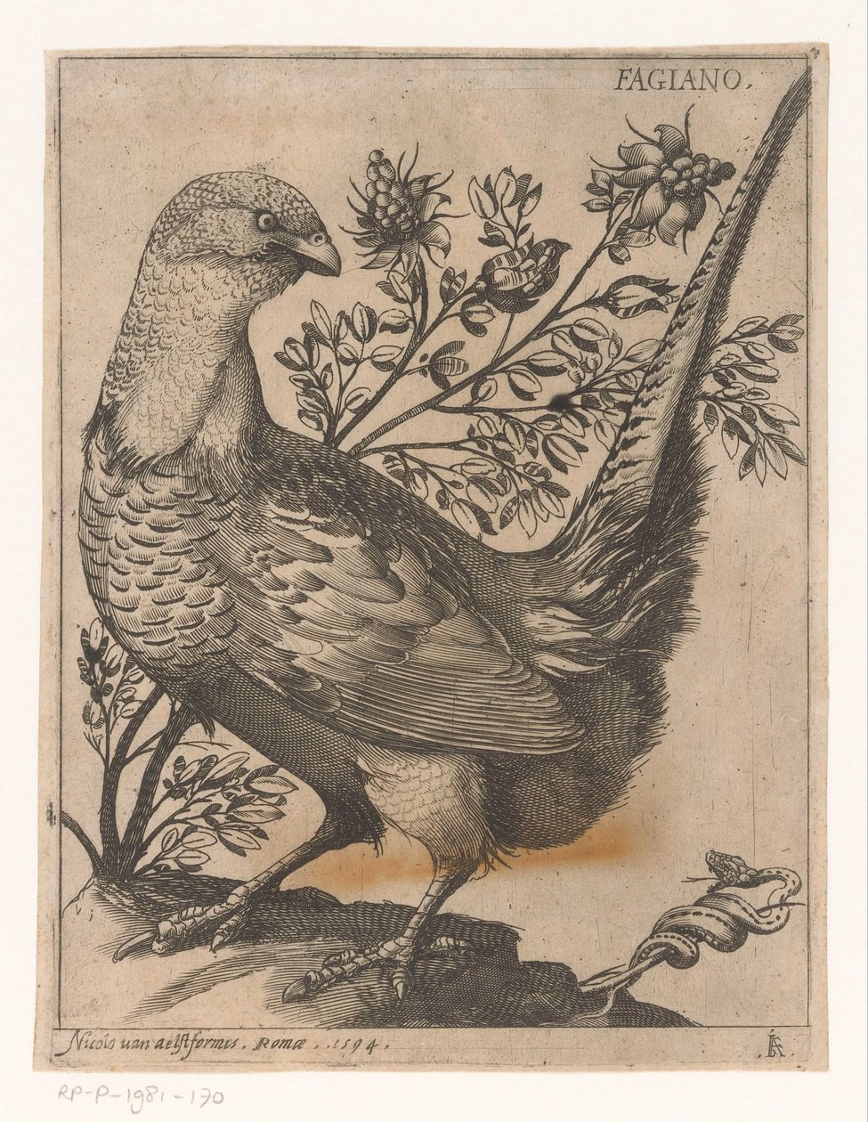 Fasaani Fagiano (otsikko esineessä) Nine Birds (sarjan nimi) tekijältä Jacques de Fornazeris