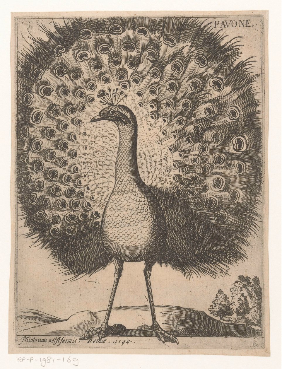 Riikinkukko Pavone (otsikko esineessä) Nine Birds (sarjan nimi) tekijältä Jacques de Fornazeris