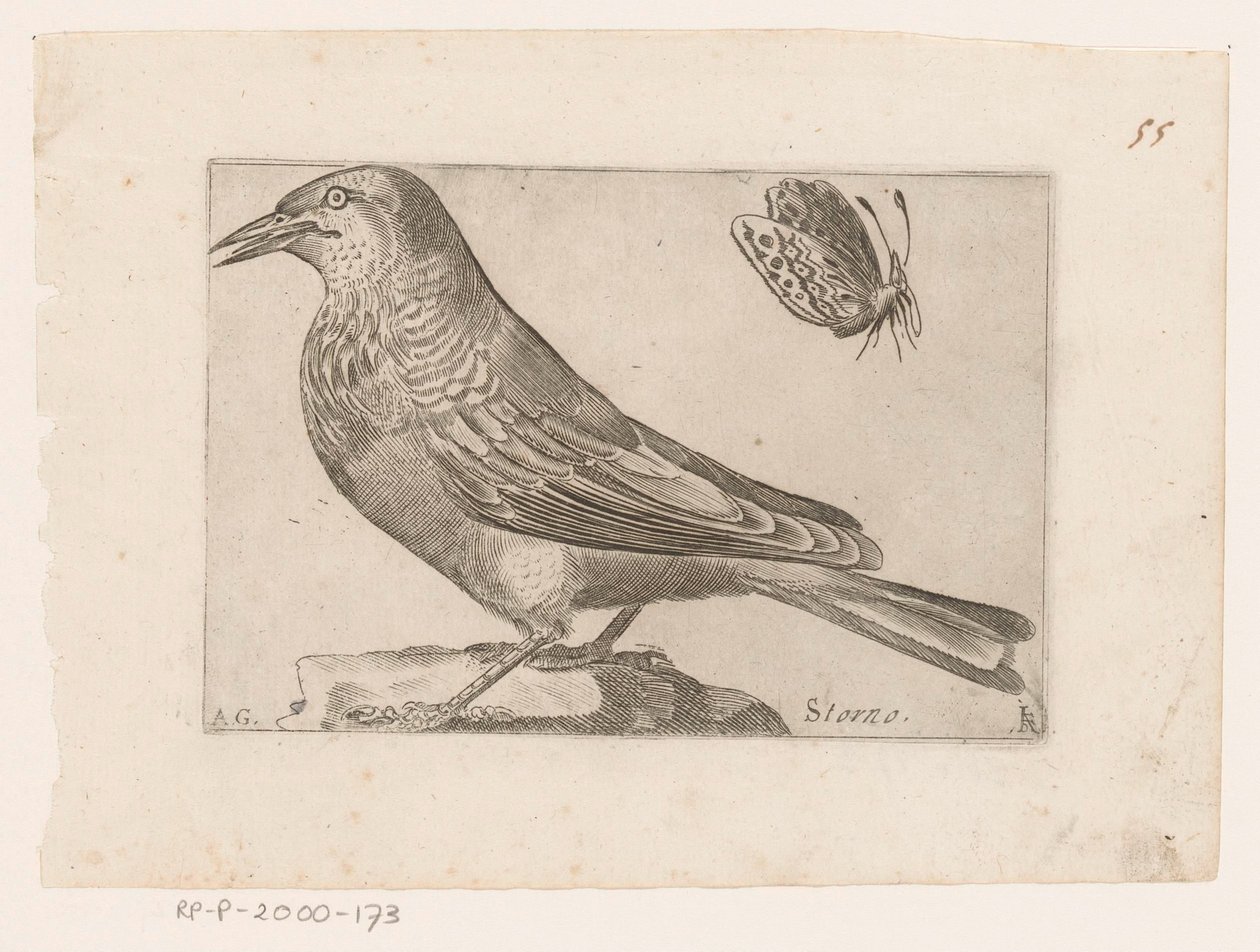 Estornell (Sturnus vulgaris) Storno (títol a l