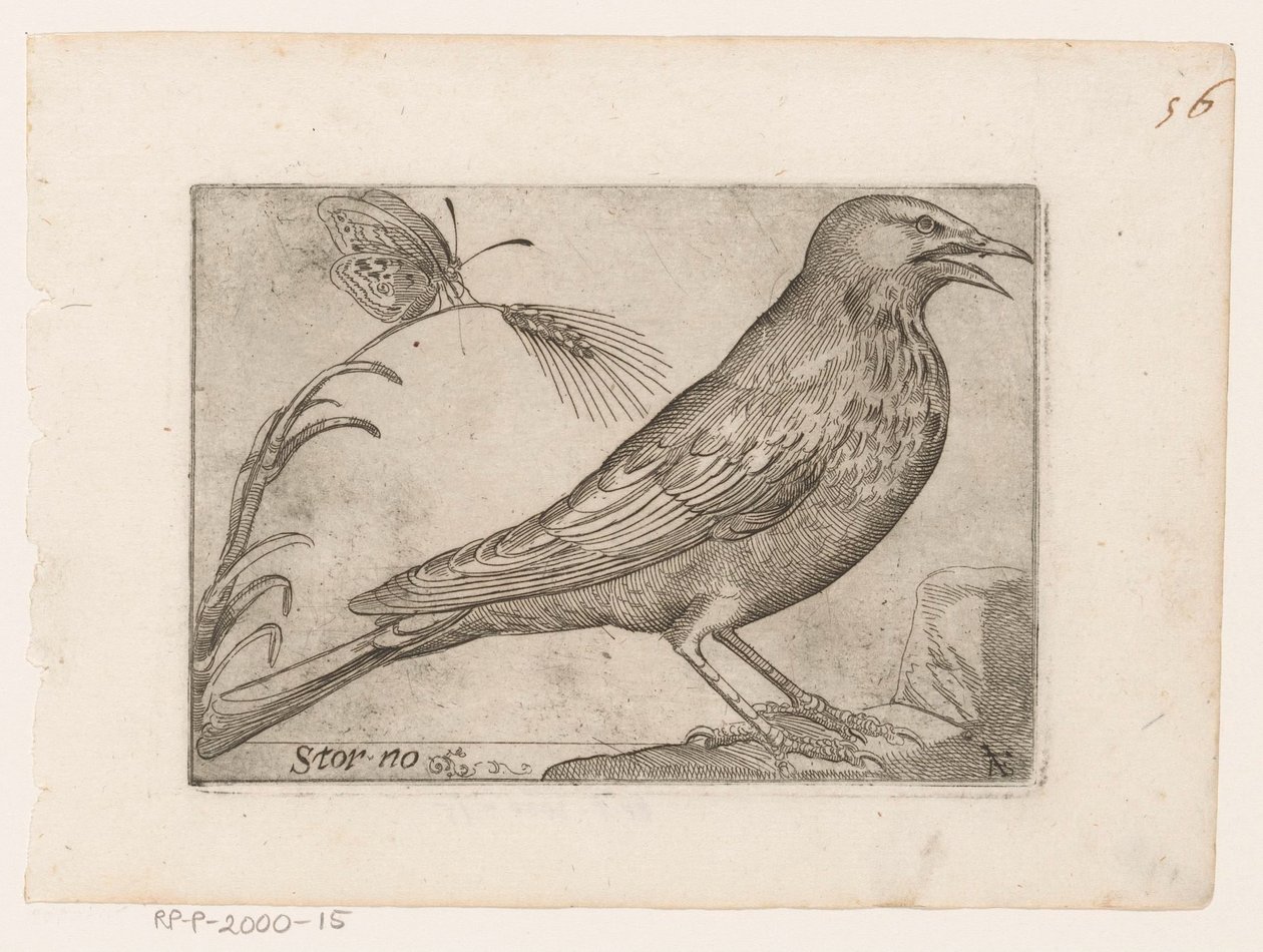Kottarainen (Sturnus vulgaris) Storno (otsikko esineessä) Linnut (sarjan nimi) tekijältä Jacques de Fornazeris