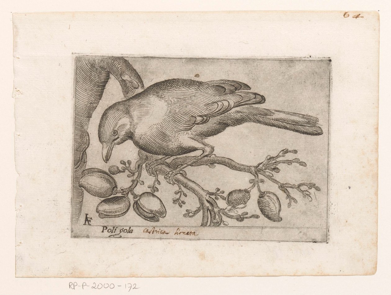 Vogel Poli gola (otsikko esineessä) Vogels (sarjan nimi) tekijältä Jacques de Fornazeris