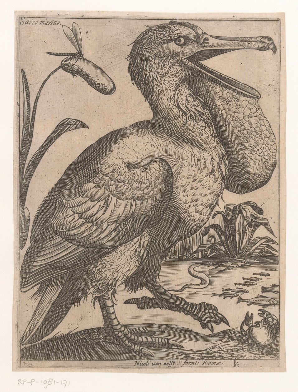 vesilintu Sacco Marino (otsikko esineessä) Nine Birds (sarjan nimi) tekijältä Jacques de Fornazeris