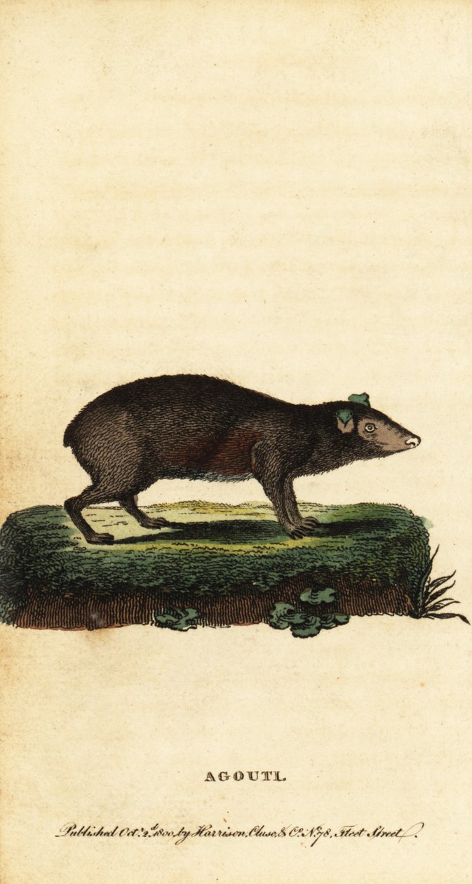 Agouti, Dasyprocta lajit. ,1800 (kaiverrus) tekijältä Jacques de Seve