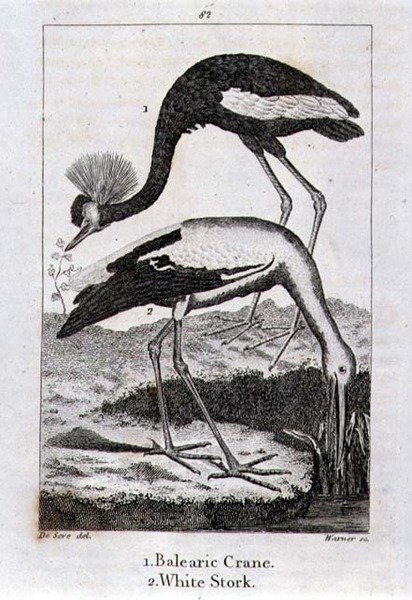 Baleaarikurkku ja valkoinen haikara, Oliver Goldsmithin julkaisusta Historia of the Earth and Animated Nature, julkaistu Lontoossa tekijältä Jacques de Seve