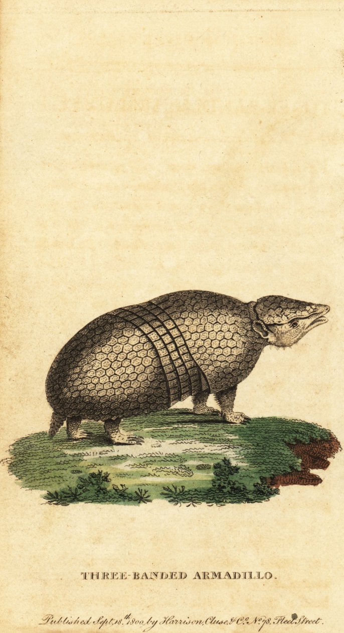 Brasilialainen kolminauhainen armadillo, Tolypeutes tricinctus, 1800 (kaiverrus) tekijältä Jacques de Seve