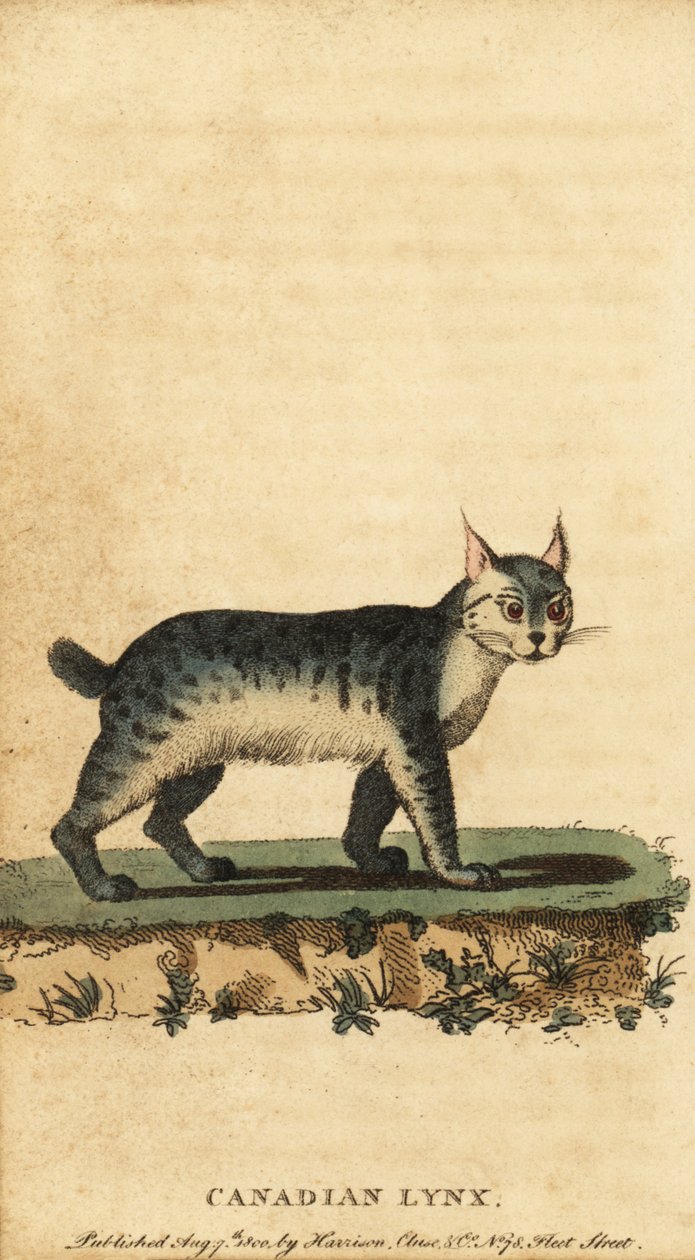 Kanadan ilves, Lynx canadensis.,1800 (kaiverrus) tekijältä Jacques de Seve