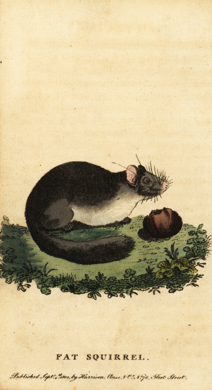 Syötävä makuuhiiri tai rasvainen makuuhiiri, Glis glis., 1800 (kaiverrus) tekijältä Jacques de Seve