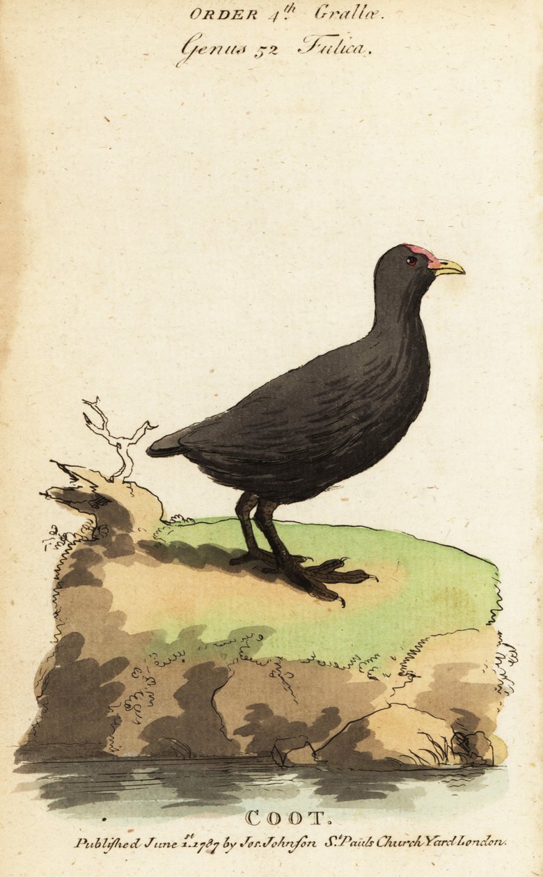 Eurasian coot, Fulica atra tekijältä Jacques de Seve