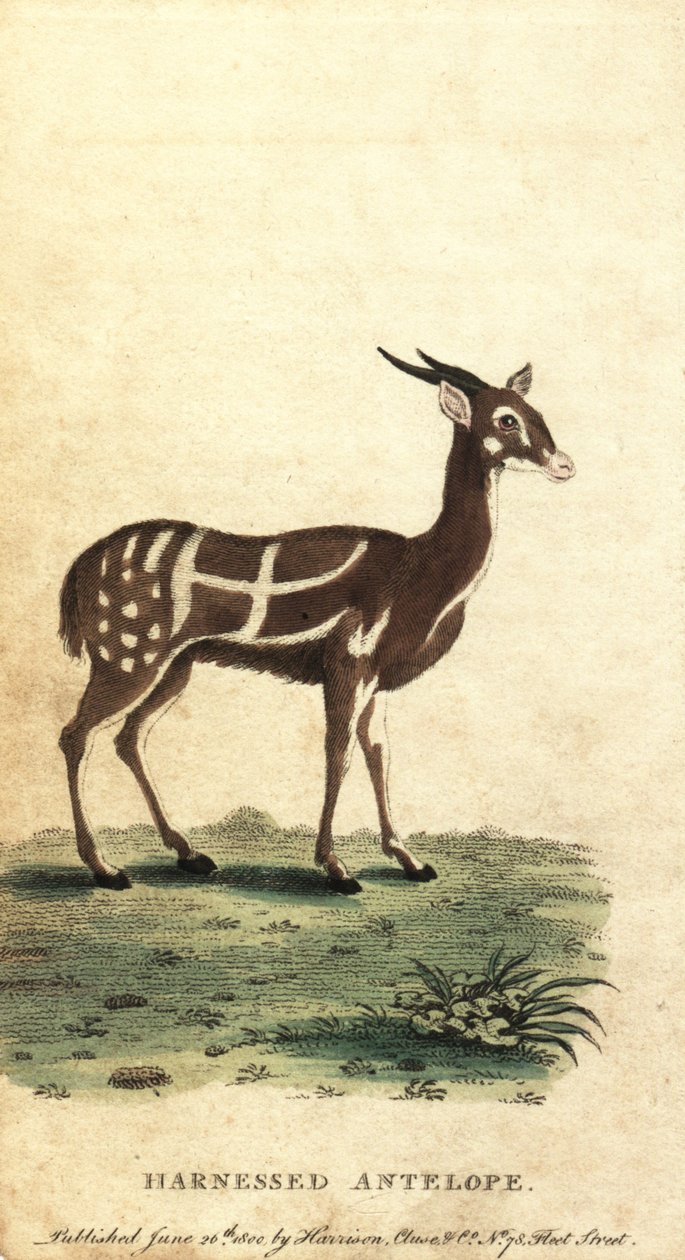 Valjastettu bushbuck tai kewel, Tragelaphus scriptus., 1800 (kaiverrus) tekijältä Jacques de Seve