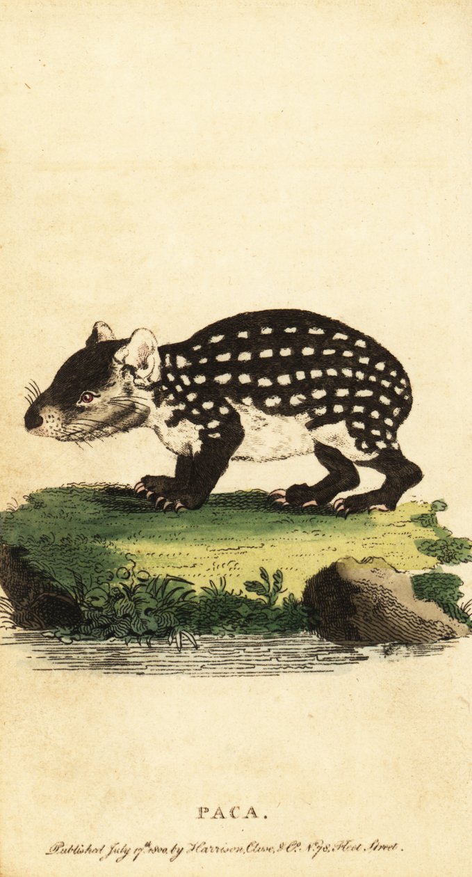Lowland paca tai täplikäs paca, Cuniculus paca., 1800 (kaiverrus) tekijältä Jacques de Seve