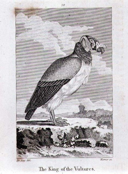 The King of The Vultures, Oliver Goldsmithin teoksesta History of the Earth and Animated Nature, julkaistu Lontoossa. tekijältä Jacques de Seve