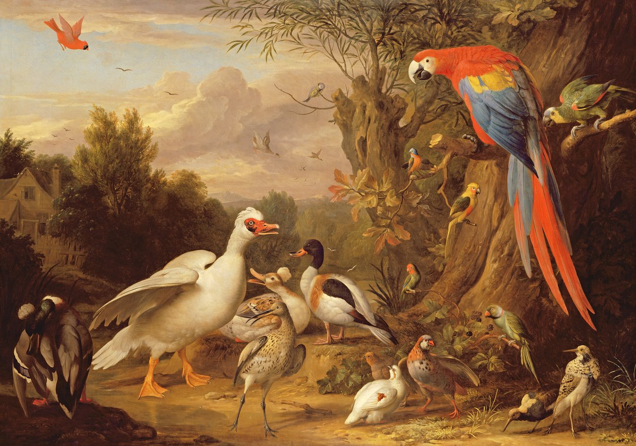 Ara, ankkoja, papukaijoja ja muita lintuja maisemassa, n.1708-10. tekijältä Jakob Bogdani or Bogdany