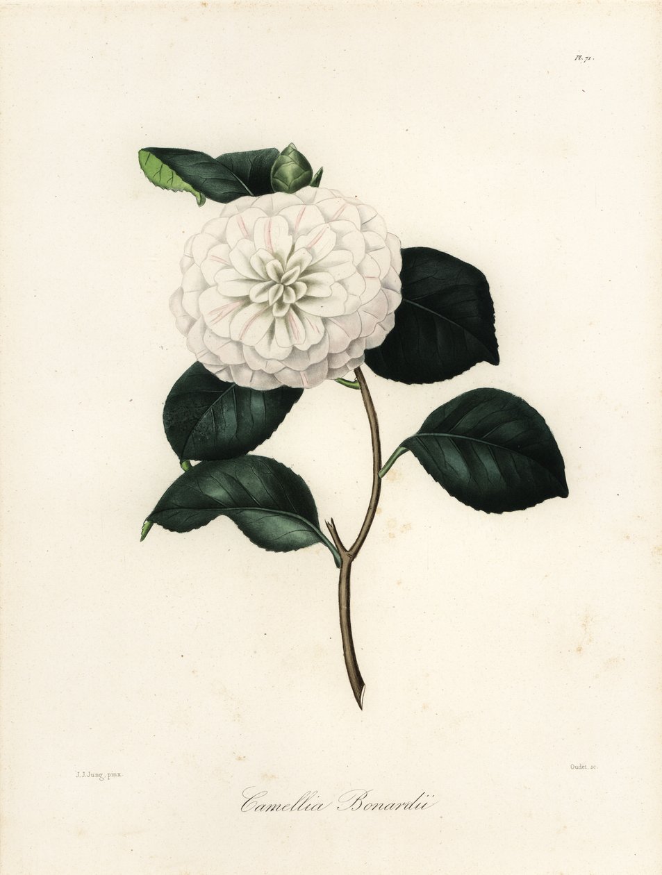 Camellia japonica -lajike, Camellia bonardii tai Camellia bonnardii tekijältä Jakob (after) Jung